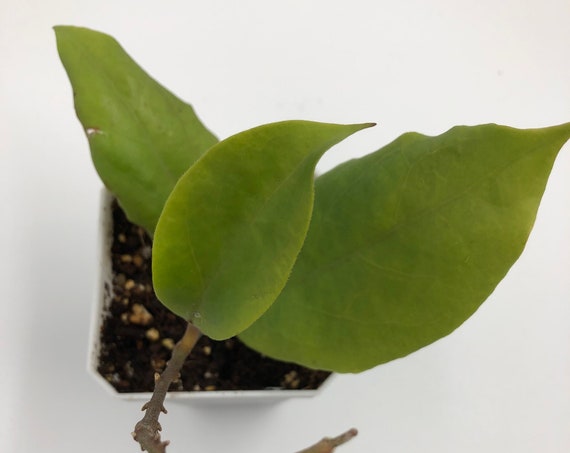 RARE PLANT: Hoya Vorapol