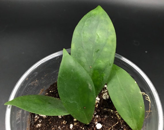 RARE PLANT: Hoya Anda ‘Violet Flower’