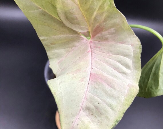 Syngonium Podophyllum ‘Pink Spotted’
