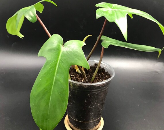 Philodendron Florida Green