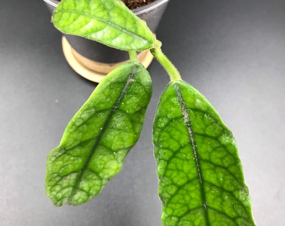 Hoya Globulosa