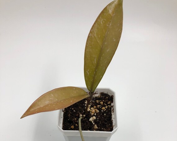 Hoya Pubicalyx - 4”