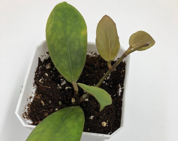 RARE PLANT: Hoya Anda ‘Violet Flower’