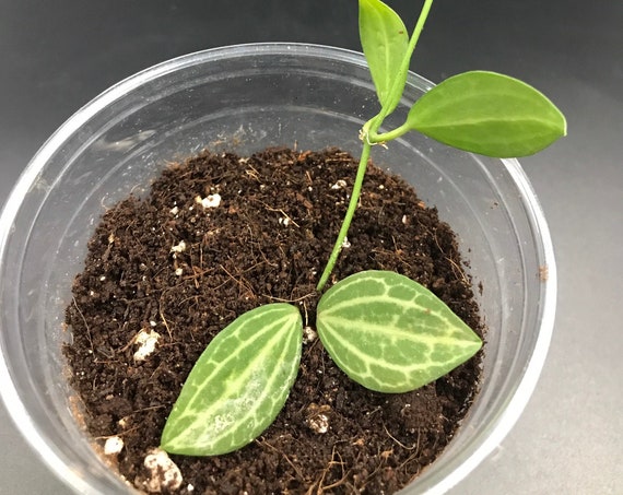 Watermelon Dischidia (Dischidia Ovata)