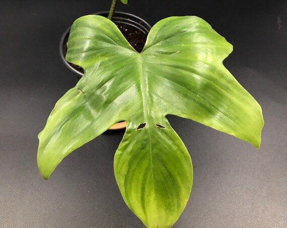RARE PLANT: Philodendron Squamiferum Not Hairy (Pedatum)