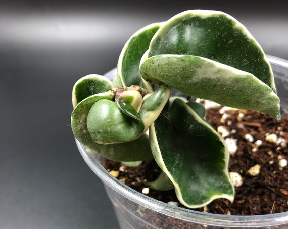 Variegated Hindu Rope Hoya