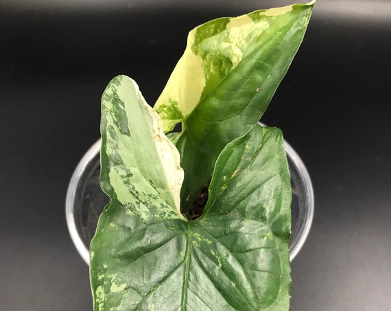 Syngonium Podophyllum ‘Albo Variegatum’