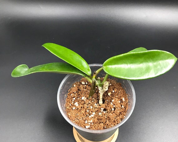 RARE HOYA: Hoya Meliflua