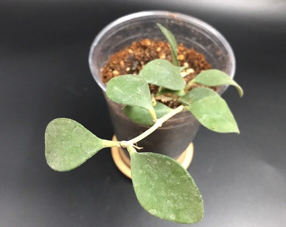 Hoya Nummularioides