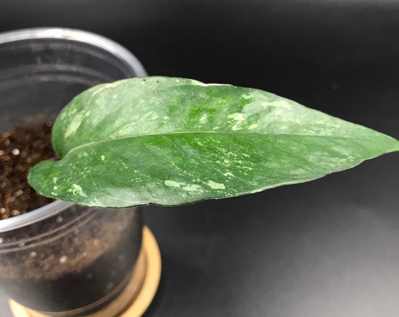 RARE PLANT: Epipremnum Pinnatum Variegated