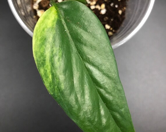 RARE PLANT: Epipremnum Pinnatum Variegated