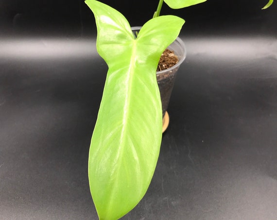 RARE PLANT: Philodendron Bipennifolium Gold Violin