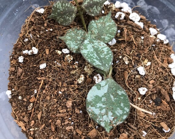 Hoya Curtisii