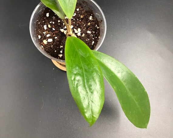 RARE PLANT: Hoya Vorapol