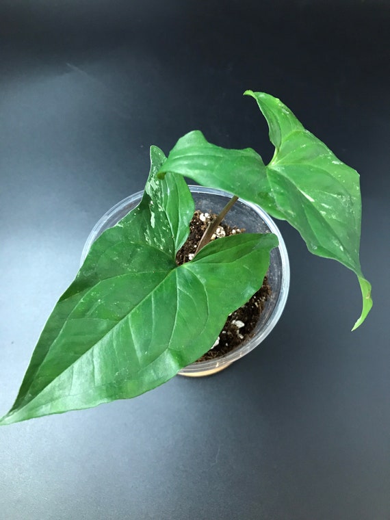 Syngonium Podophyllum ‘Albo Variegatum’