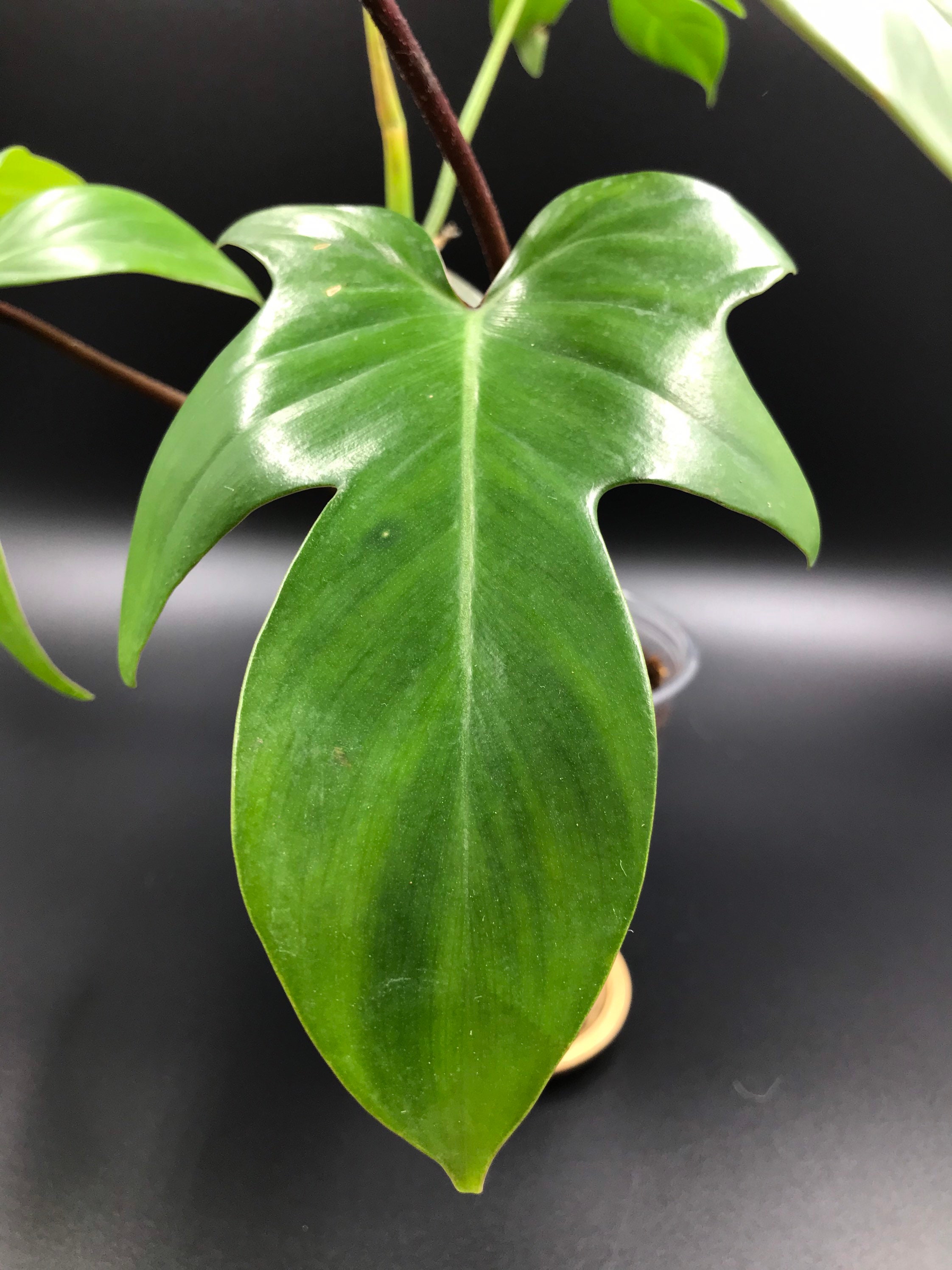 RARE PLANT Philodendron Florida Ghost Etsy