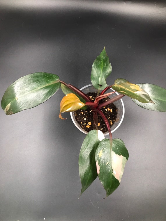 RARE PLANT: Philodendron Pink Princess