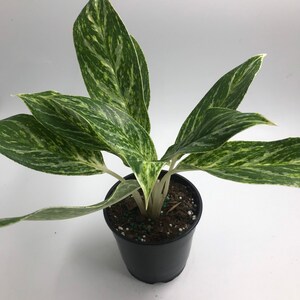 antigua black pineapple plant for sale Sansevieria trifasciata 'Pineapple' | Plants main image 1
