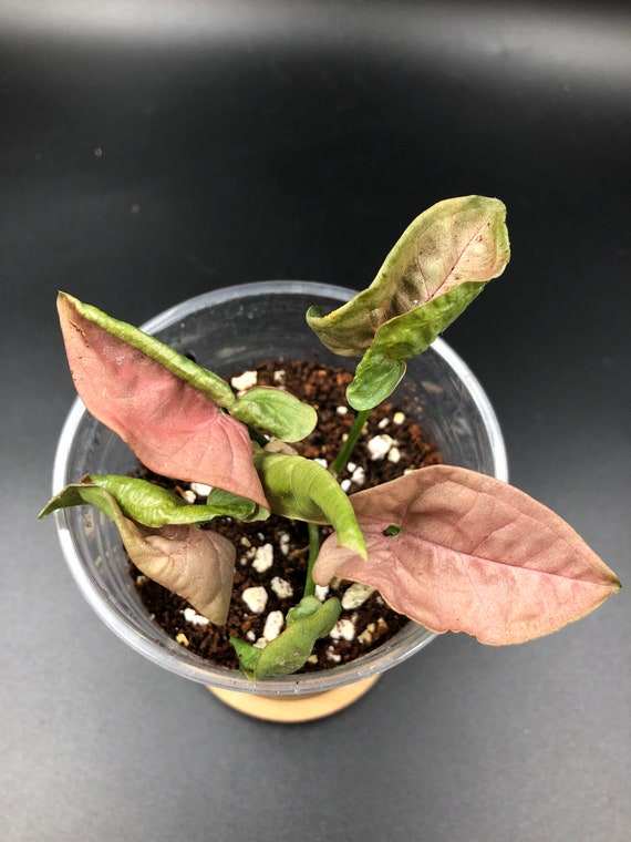 Syngonium Podophyllum ‘Neon Robusta’