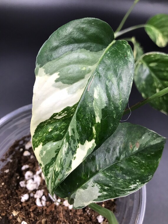 RARE PLANT: Epipremnum Pinnatum Variegated