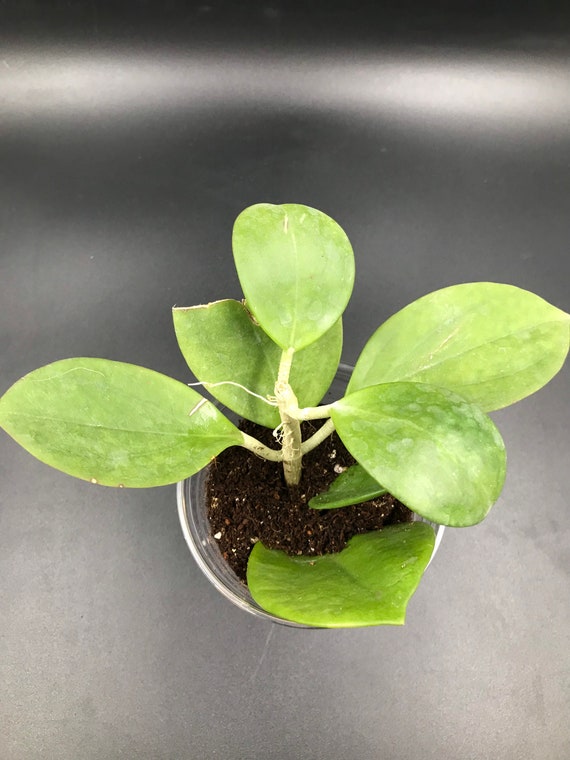 Hoya Pachyclada