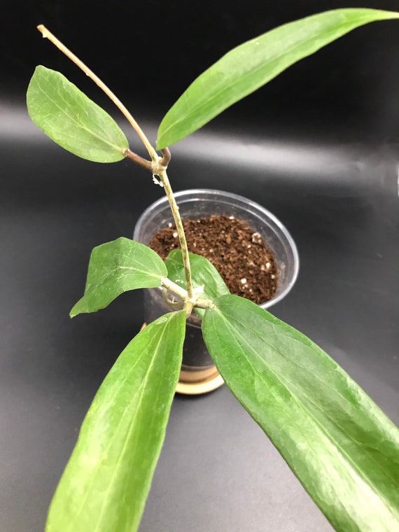 RARE PLANT: Hoya Siariae