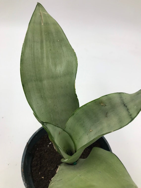 Snake Plant (Sansevieria Moonshine) - 4” pot