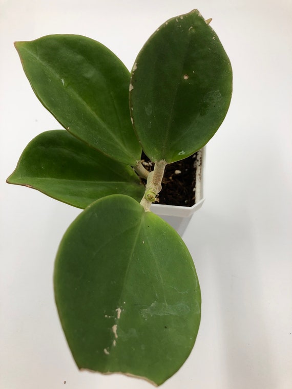 Hoya Pachyclada