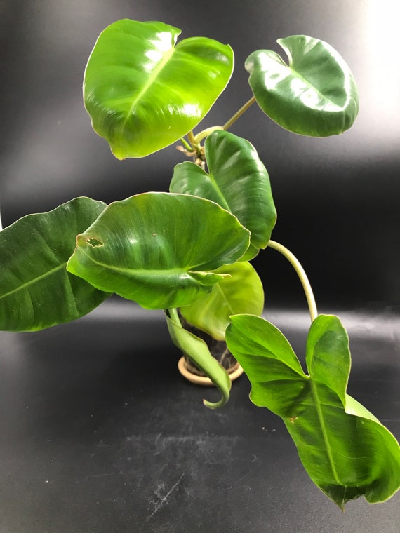 Philodendron Burle Marx