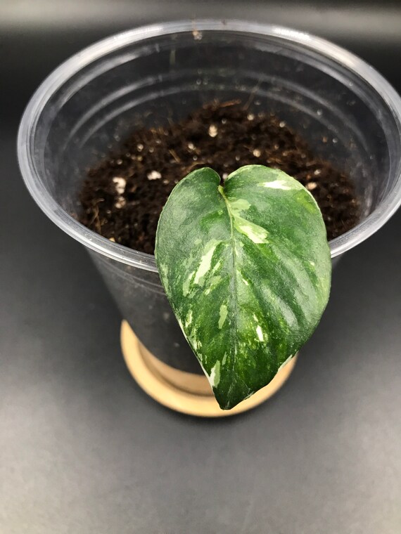 RARE PLANT: Epipremnum Pinnatum Variegated
