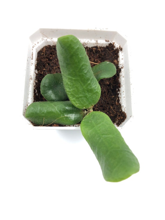 RARE HOYA: Hoya Rotudiflora