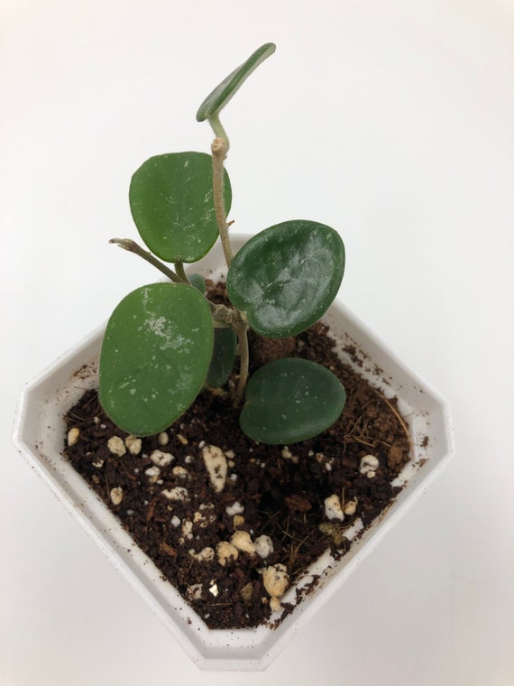 Hoya Mathilde