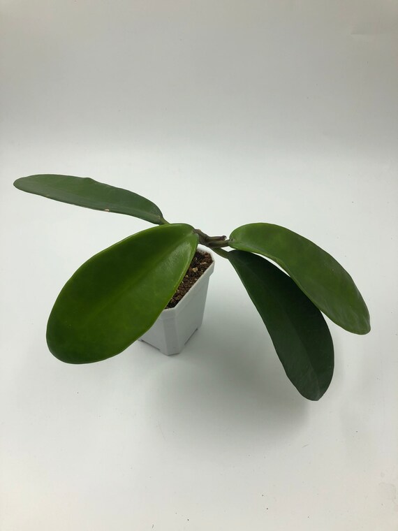 RARE HOYA: Hoya Meliflua