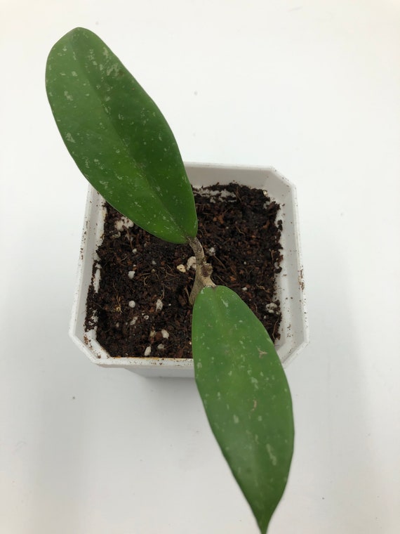 Hoya Pubicalyx - 4”