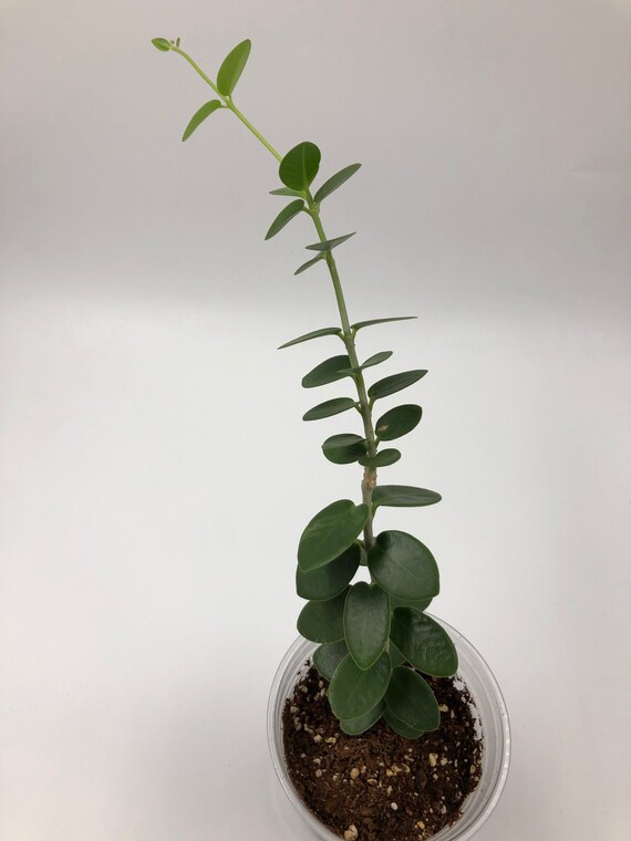 Hoya Cumingiana
