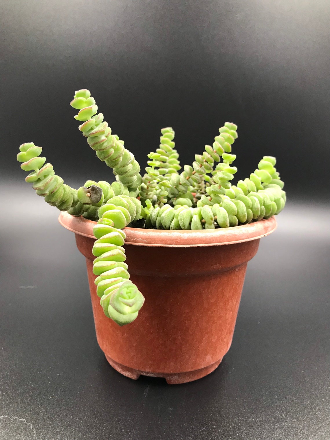 Baby Necklace Succulent Plant Etsy