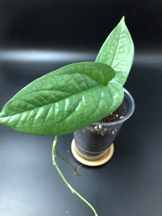 RARE PLANT: Amydrium medium Spiderman