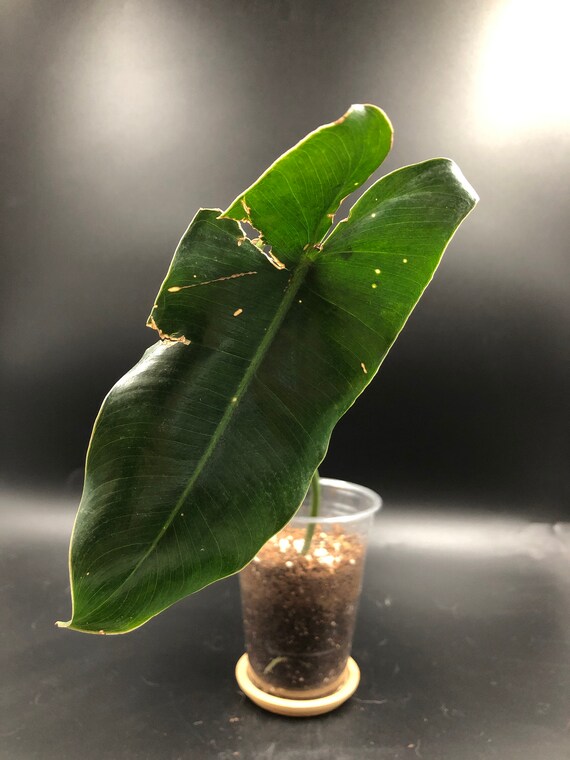 ROOTED CUTTING: Philodendron Burle Marx