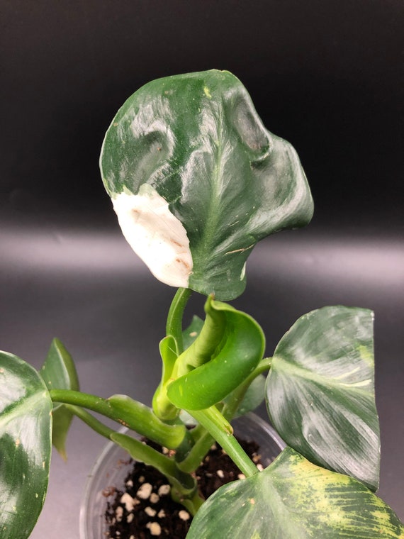 RARE PLANT: Philodendron White Wizard