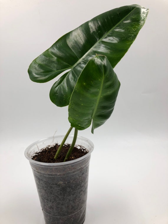 Philodendron Burle Marx