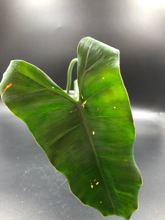 ROOTED CUTTING: Philodendron Burle Marx