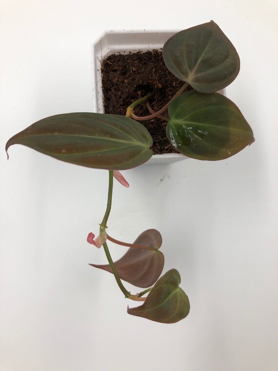 Philodendron Micans