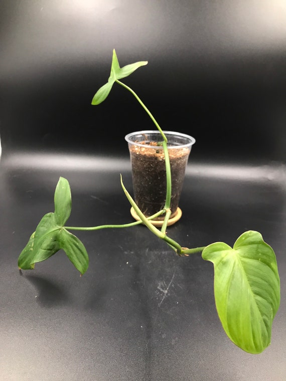 RARE PLANT: Philodendron Camposportoanum