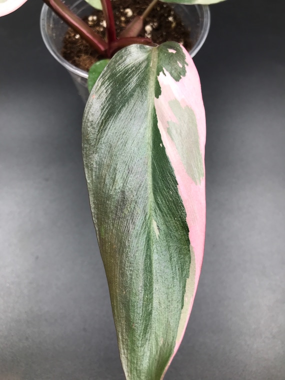 RARE PLANT: Philodendron Pink Princess