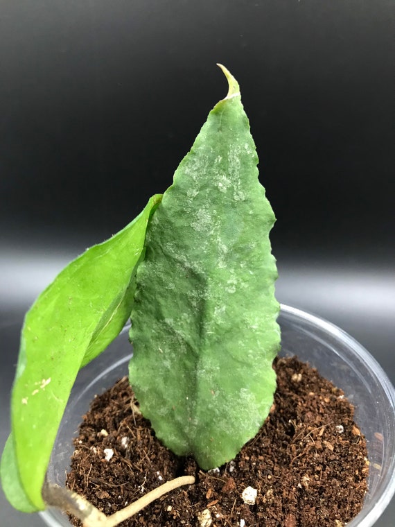 Hoya Caudata