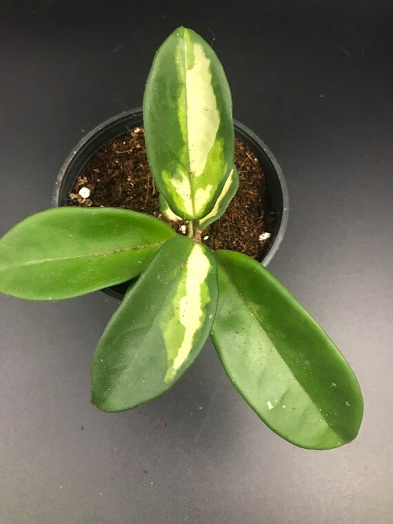 Hoya Tricolour