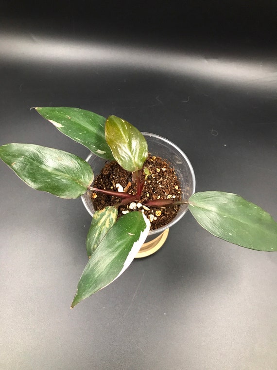 RARE PLANT: Philodendron Pink Princess