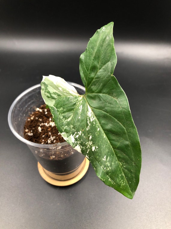Syngonium Podophyllum ‘Albo Variegatum’