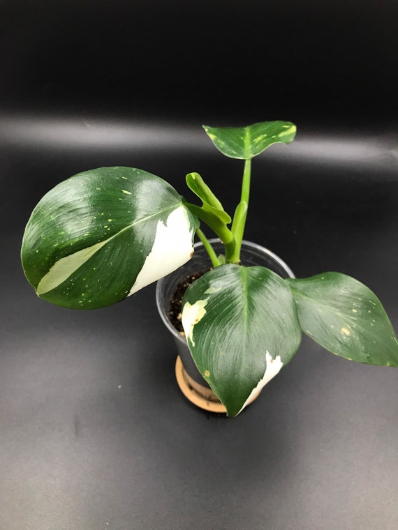 RARE PLANT: Philodendron White Wizard