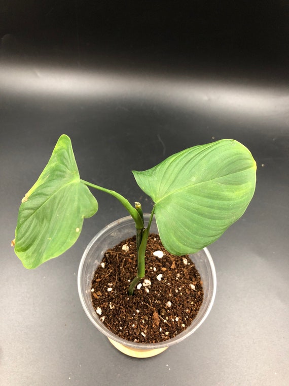 ROOTED CUTTING: Philodendron Fibraecataphyllum